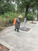 兴国县城管局园林路灯所开展树木冬季养护工作